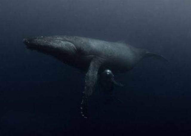 新西蘭深海“發光巨鯊”，深入11000米的海底，生物恐怖如斯