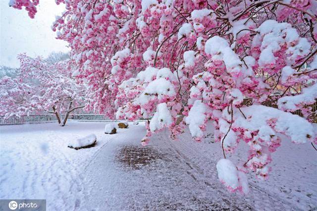 德國多地降雪 雪之櫻花美如畫卷