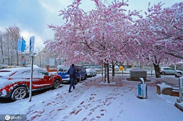 德國多地降雪 雪之櫻花美如畫卷