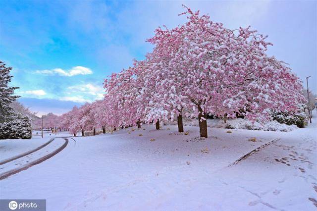 德國多地降雪 雪之櫻花美如畫卷