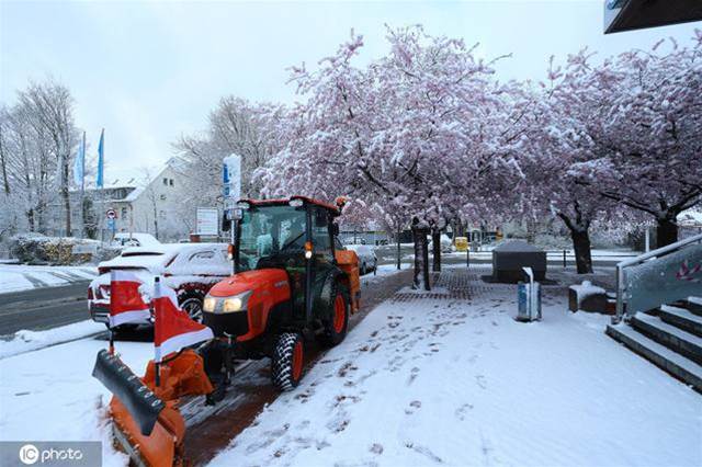 德國多地降雪 雪之櫻花美如畫卷