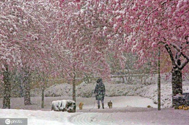 德國多地降雪 雪之櫻花美如畫卷