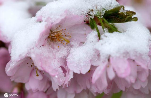 德國多地降雪 雪之櫻花美如畫卷