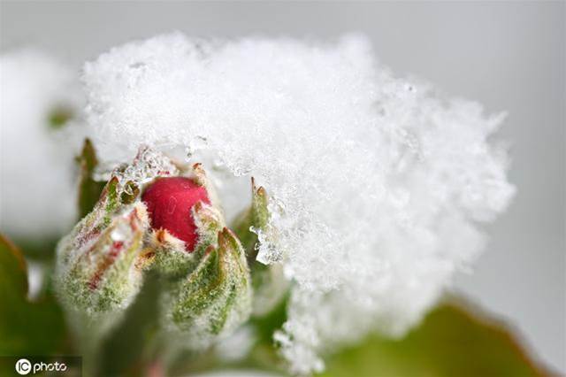 德國多地降雪 雪之櫻花美如畫卷