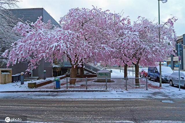 德國多地降雪 雪之櫻花美如畫卷