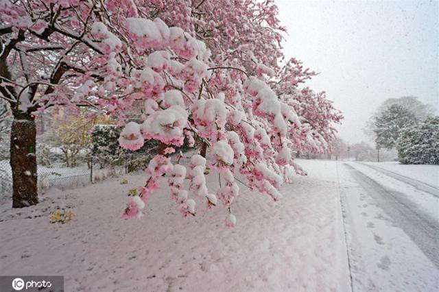 德國多地降雪 雪之櫻花美如畫卷