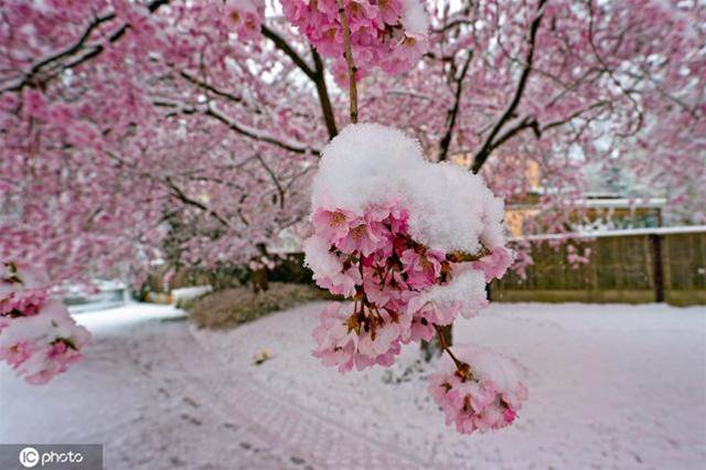 德國多地降雪 雪之櫻花美如畫卷