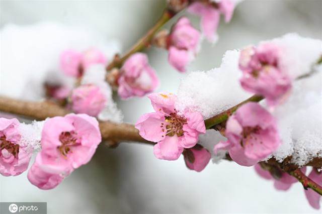 德國多地降雪 雪之櫻花美如畫卷