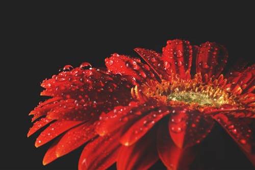 Red Flower With Water Drops