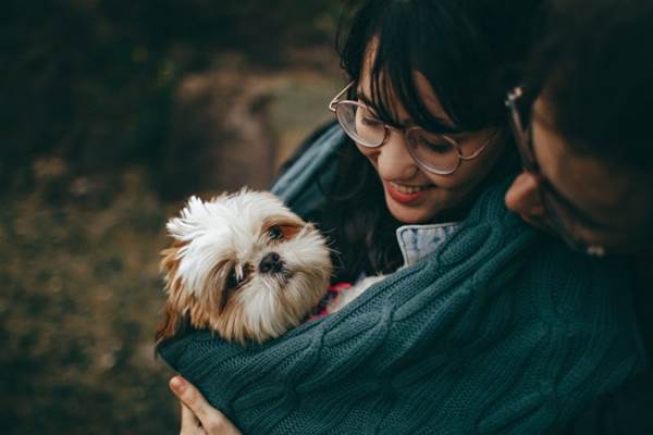 選擇性微笑攝影的懷特和譚施慈幼犬