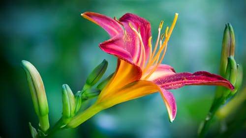 Pink and Yellow Lily Flower in Closeup Photo