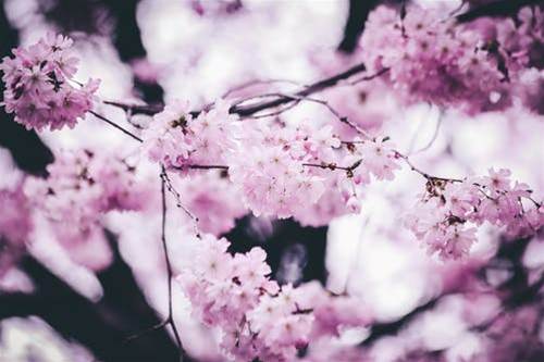 Pink Petaled Flowers