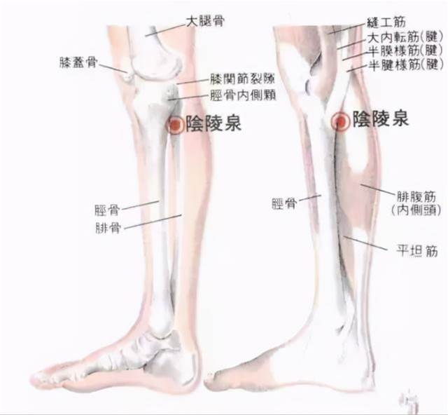 昨天小滿，最適合祛濕清火、泄濁氣、提高身體運作的能力