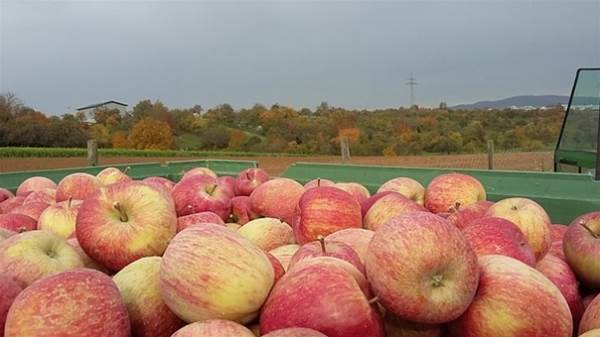 Apple, Fruits, Fruit, Harvest Time