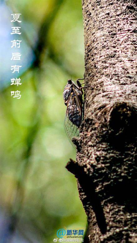 今日夏至！愿你向陽而生，不負時光