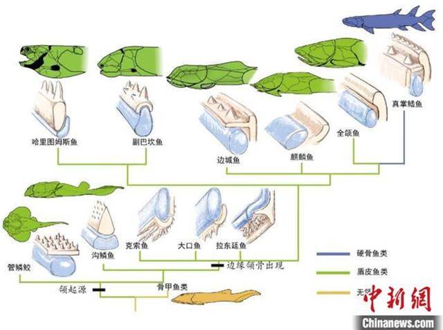 最新發現這條4.2億年前的魚 中國科學家實證頜與牙齒早期演化