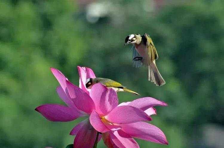 六大生肖：7月1，2，3號春風滿面，賺得盆滿缽滿！