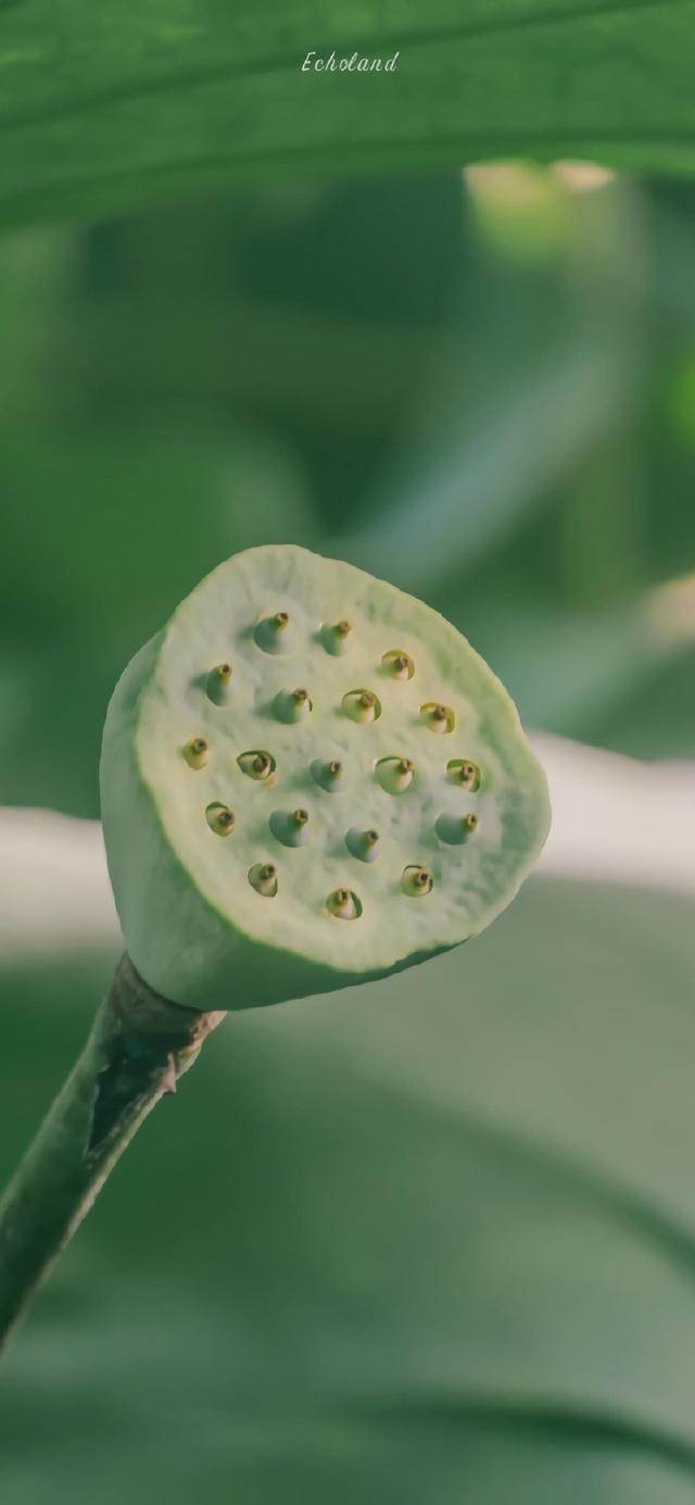 意境夏日荷花攝影壁紙 高清壁紙無水印