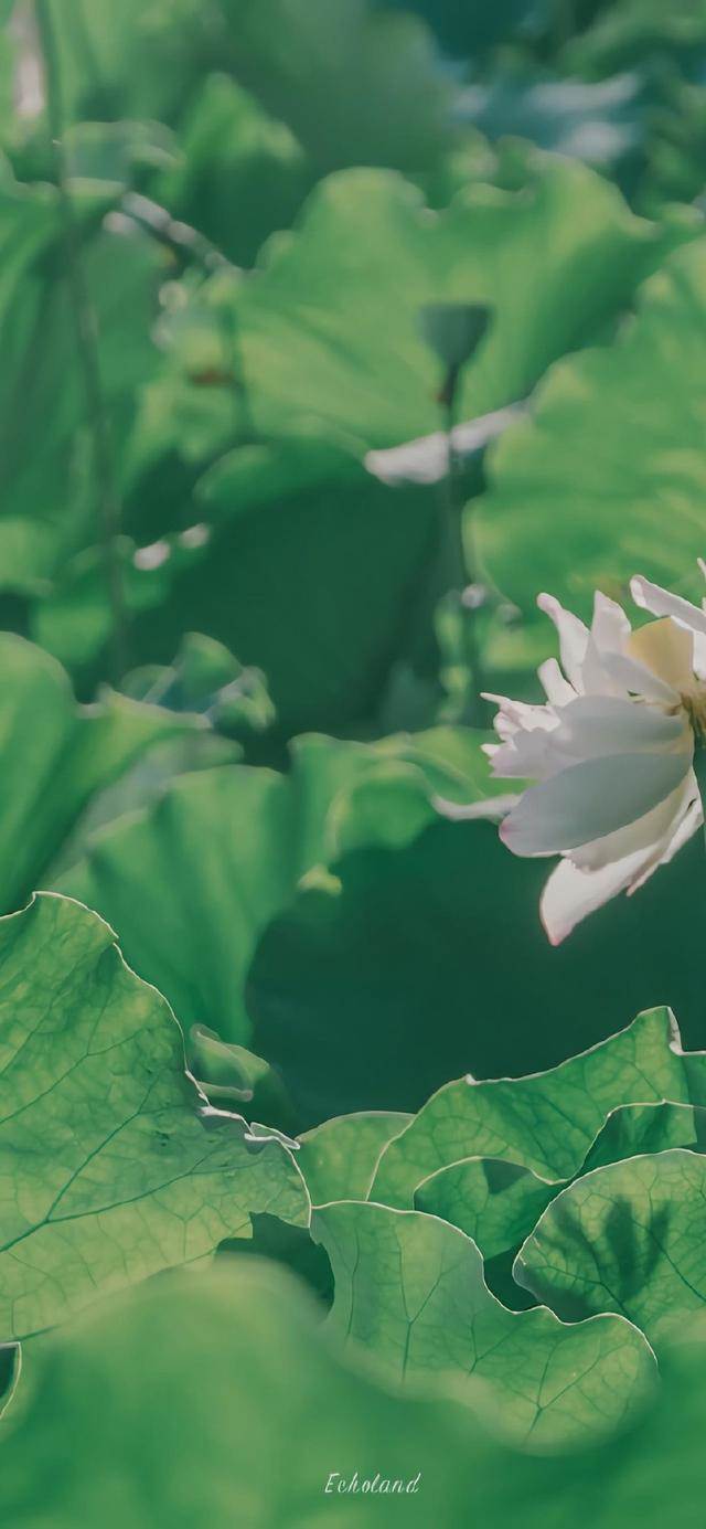 意境夏日荷花攝影壁紙 高清壁紙無水印