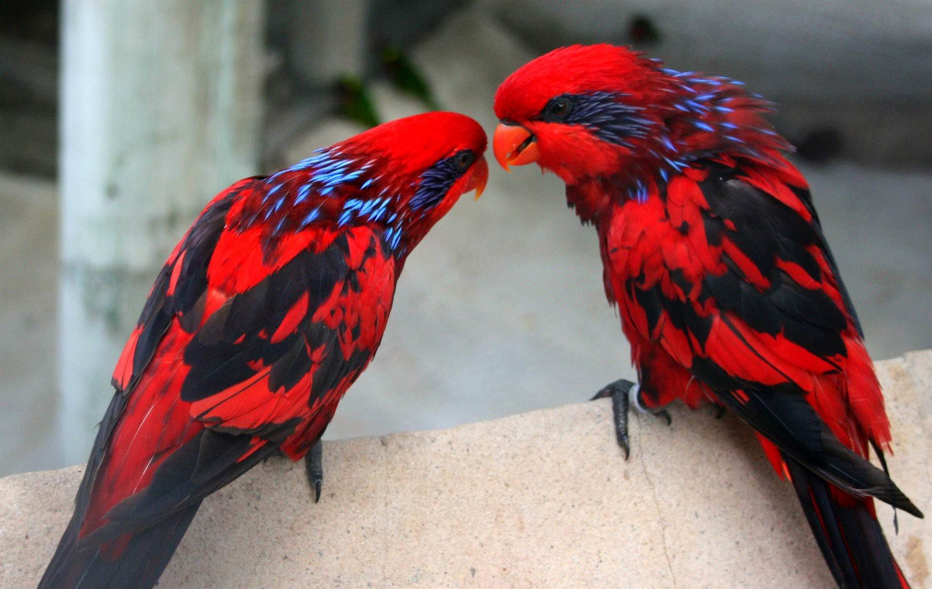 Red Lorries at the San Antonio Zoo