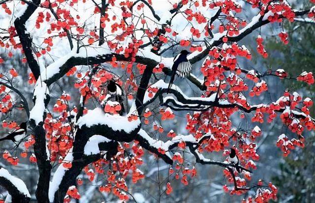 如何拍好雪景？掌握幾個小技巧輕松拍大片