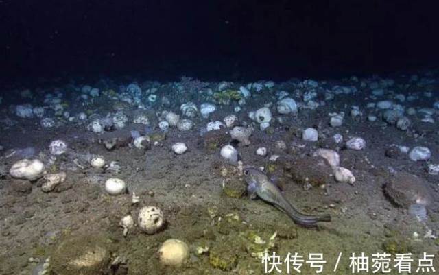 3300米的海底有多可怕？在這里，海綿化身頂級肉食生物