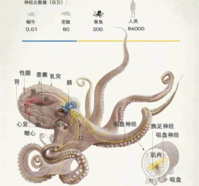 章魚是不是本地的魚？多個證據表明，科學家的懷疑可能是對的