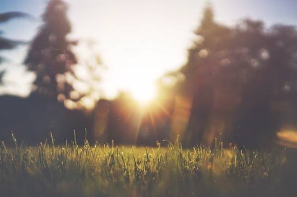 The grass and sun feature in perfect morning picture. Nature can''t be more beautiful