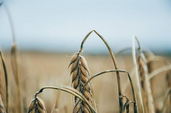 Dry grains of wheat bow die at the end of the harvest