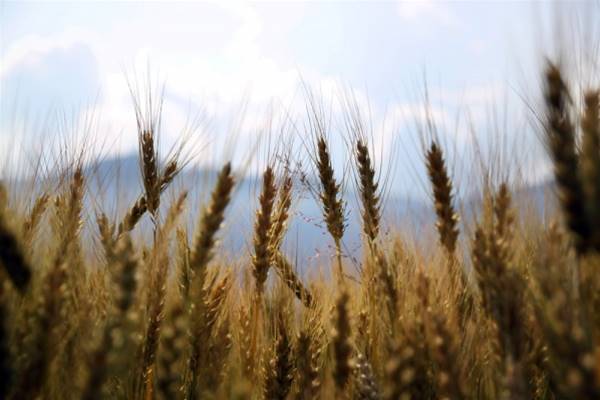 Golden ears of wheat in a field in Landquart