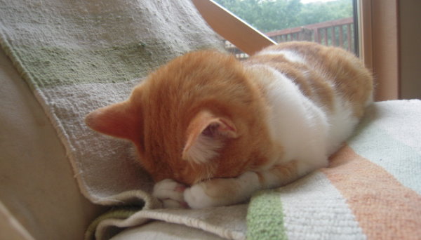 貓咪土下座 下跪 睡姿大公開 網友看了全笑翻 華語熱點