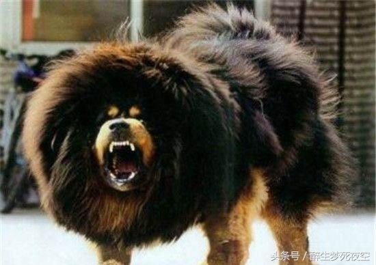 十大最兇猛的狗排行藏獒僅排第二 華語熱點
