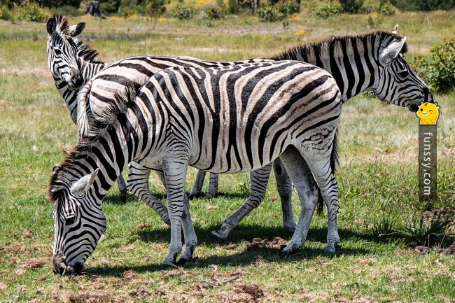 盘点9个你不会在生物课本里看到的「怪奇动物真相」!