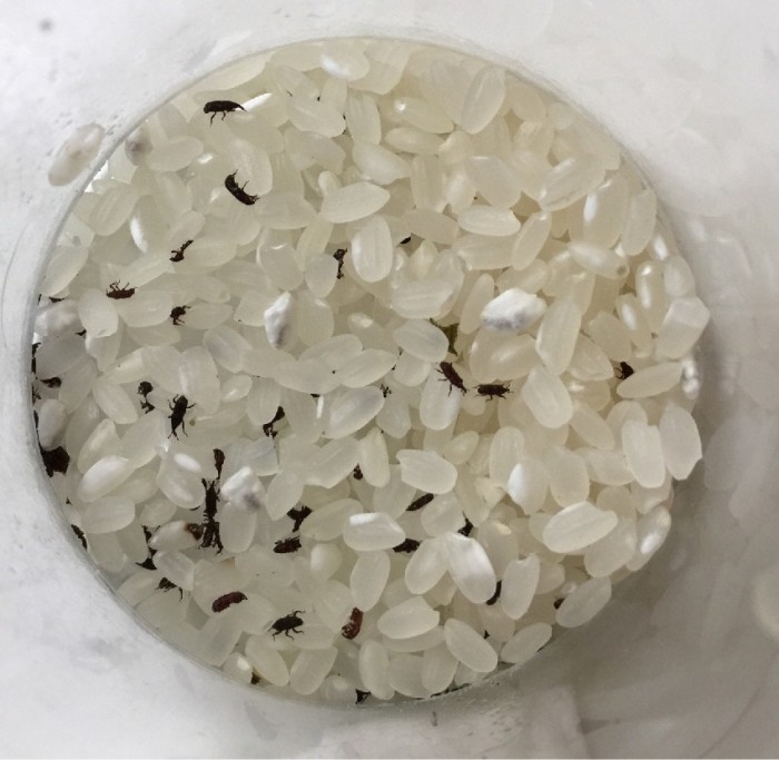 家里的米总是长出一堆米虫? 不妨试试这些天然的灭虫方法吧