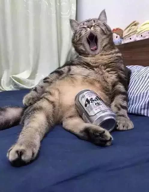 猫咪背著主人喝啤酒,不胜酒力酩酊大醉,看到主人进屋张嘴:再来一瓶!