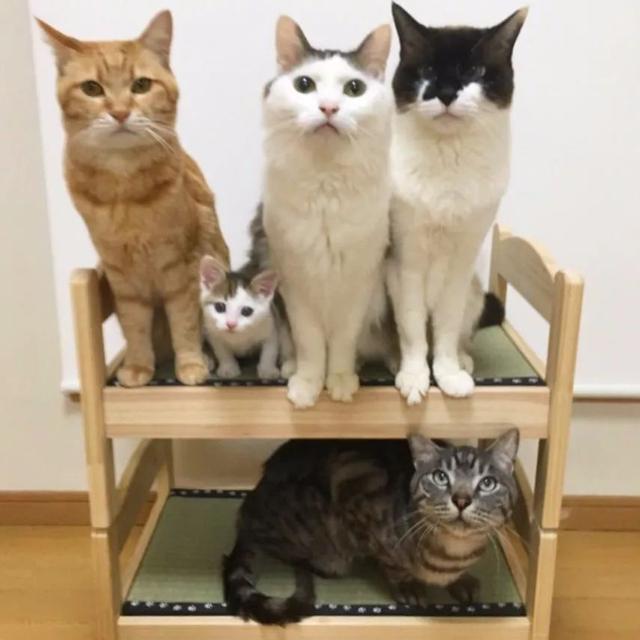 这5只猫咪,实力证明啥叫「绝世美颜」!