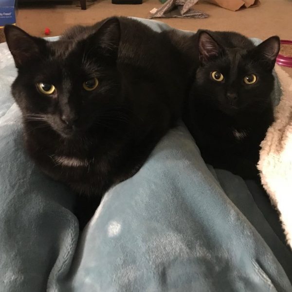 但幸好这一家黑猫最后都顺利找到自己的幸福,再也不用在街头的垃圾桶