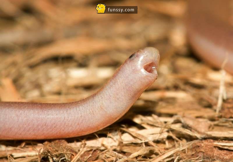 这条是世界上最可爱的小蛇!无牙 无 不敢咬人 