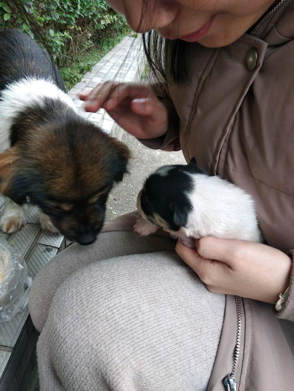 流浪狗妈躲草丛中保护小奶狗,路人暖心抱起宝宝,问:我们回家好不好