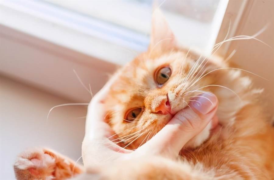 Why do cats "bite their owner's hand" don't blame them, they actually
