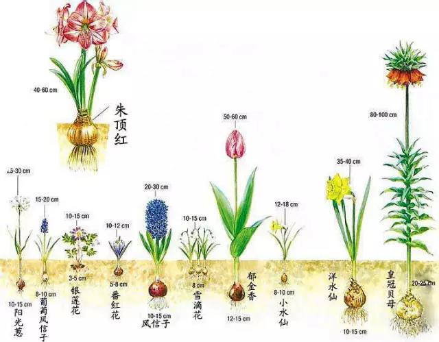 適合新手養花種植的6種球根花卉 華語熱點