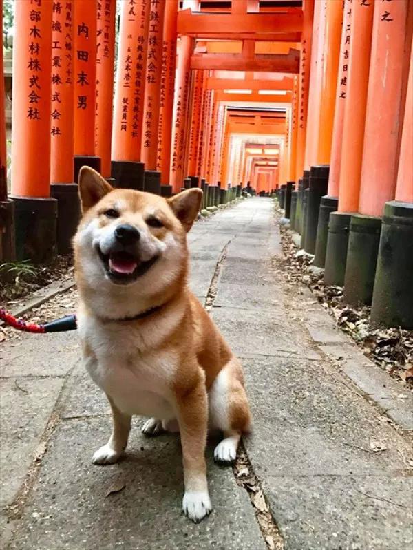 和服店店长竟是超萌柴犬 外国美女争相合照让人好羡慕