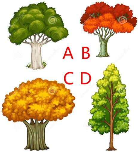 心理测试:请选一棵树,测你近期有贵人出现吗?